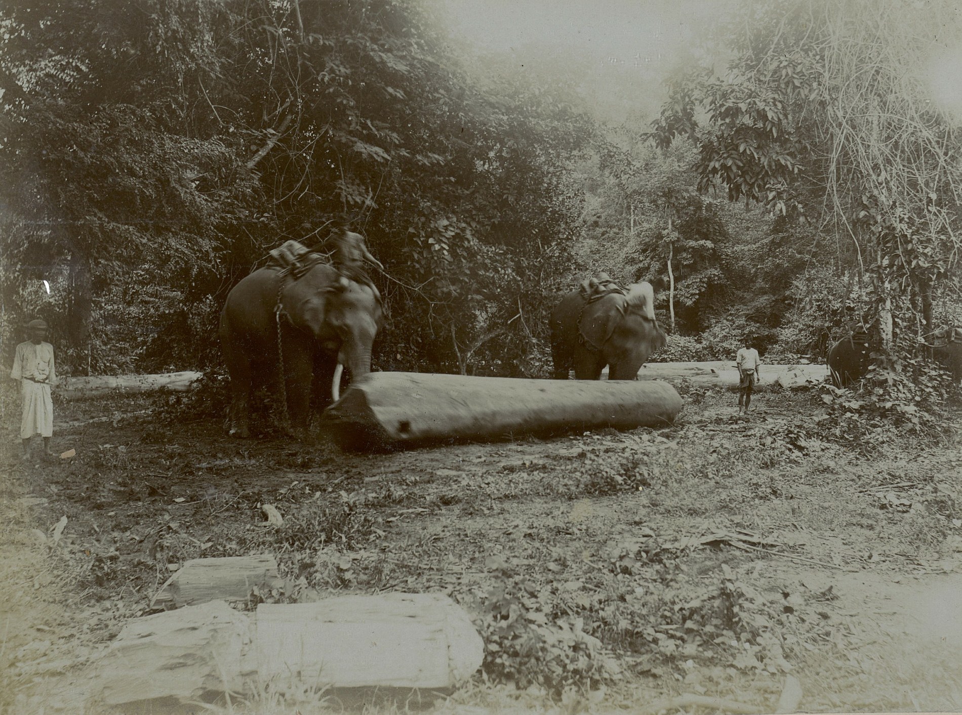 Two elephants rolling a teak log